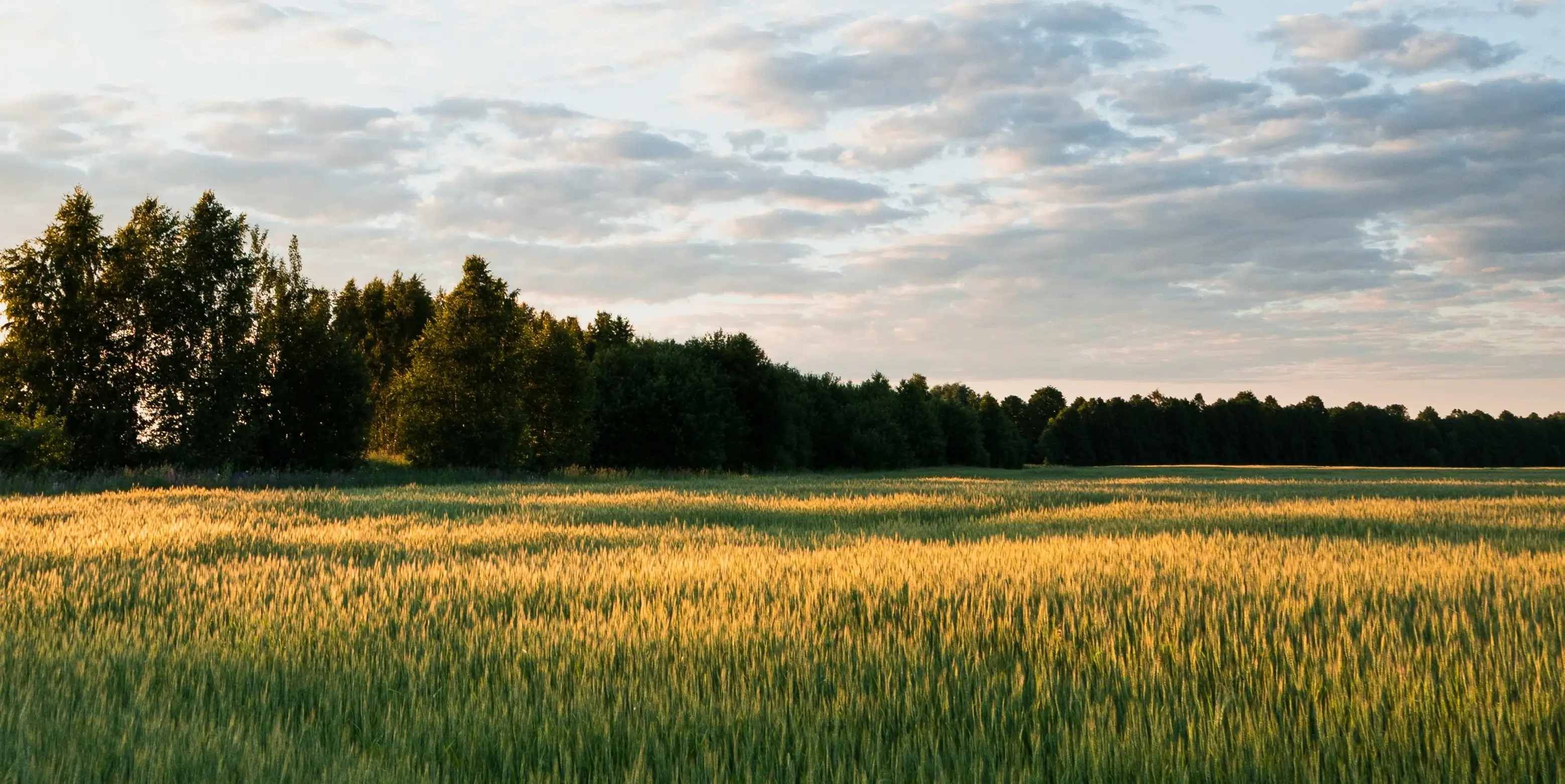 Photo of field with tall grass and trees in background